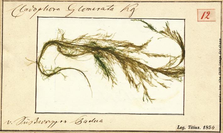 Cladophora glomerata_12.jpg